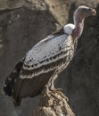 Ruppell& x27;s Griffon Vulture Royalty Free Stock Photo