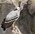 Ruppell& x27;s Griffon Vulture Royalty Free Stock Photo