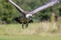 Ruppells Griffon vulture flying head on. Close up of African scavenger bird in flight. Royalty Free Stock Photo