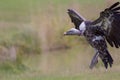 Ruppells griffon vulture landing on grassland plains. Royalty Free Stock Photo