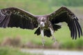 Ruppells vulture flying. Close up of scavenger bird in flight.