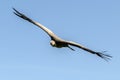 Ruppells Vulture flying Royalty Free Stock Photo