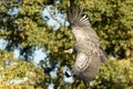 Ruppells Vulture flying Royalty Free Stock Photo