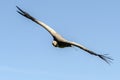 Ruppells Vulture flying Royalty Free Stock Photo