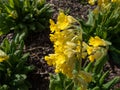 Ruprecht\'s Primula, Primula elatior or Caucasus Oxlip (Primula ruprechtii) flowering with nodding, yellow flowers