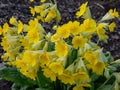 Ruprecht\'s Primula or Caucasus Oxlip (Primula ruprechtii) flowering with nodding, yellow flowers