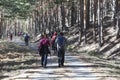 Rura hiking through the pine forest of Valsain, Segovia, Castilla y Leon, Spain