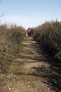 Rura hiking through the pine forest of Valsain, Segovia, Castilla y Leon, Spain