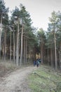 Rura hiking through the pine forest of Valsain, Segovia, Castilla y Leon, Spain