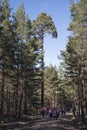 Rura hiking through the pine forest of Valsain, Segovia, Castilla y Leon, Spain