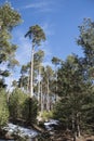 Rura hiking through the pine forest of Valsain, Segovia, Castilla y Leon, Spain