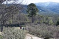 Rura hiking through the pine forest of Valsain, Segovia, Castilla y Leon, Spain