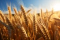 Rural abundance Golden wheat crop field signifies a plentiful summer harvest