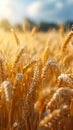 Rural abundance Golden wheat crop field signifies a plentiful summer harvest