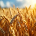 Rural abundance Golden wheat crop field signifies a plentiful summer harvest