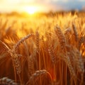 Rural abundance Golden wheat crop field signifies a plentiful summer harvest