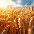 Rural abundance Golden wheat crop field signifies a plentiful summer harvest