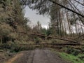 Rural access road blocked by fallen pine trees. Storm damage.