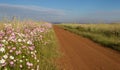 Rural African landscape of the Gauteng Province of South Africa