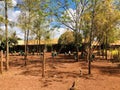 African school showing children playing outside