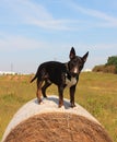 End of the summer - English Bull Terrier on a hay bale on a meadow and clean blue sky