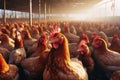 Rural agriculture scene: Chickens in the farmyard embody livestock and poultry farming