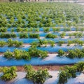 Rural Agriculture system, agriculture of tomato plants in large field, Underground water is used for irrigation