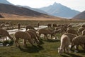 Rural alpaca herd in Peru