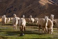 Rural alpaca herd in Peru