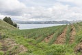 Rural Andean landscape, welsh onion fields, Allium fistulosum, near Lake Tota