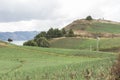Rural Andean landscape, welsh onion fields, Allium fistulosum, near Lake Tota
