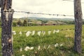 Rural animal farm in the country Wooden fence with barbed wire with sheep wool Royalty Free Stock Photo