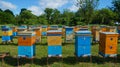 Rural apiary and honey production. Bee hive.