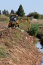 Cattle egrets gather as farmer cleans ditch in Brejo de Canes, Portugal