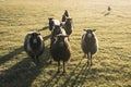 Rural area in Denmark with herd of sheeps Royalty Free Stock Photo