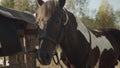 In a rural area, a horse is resting at a stable, it has just been unsaddled and put the saddle on a wooden fence.