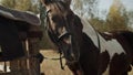 In a rural area, a horse is resting at a stable, it has just been unsaddled and put the saddle on a wooden fence.