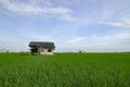 Rural area view surrounding with beautiful green paddy rice field Royalty Free Stock Photo