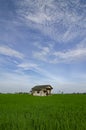 Rural area view surrounding with beautiful green paddy rice field Royalty Free Stock Photo