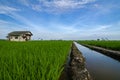 Beautiful landscape of green paddy rice field Royalty Free Stock Photo