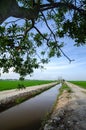 Beautiful landscape of green paddy rice field