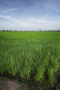 Rural area view surrounding with beautiful green paddy rice field Royalty Free Stock Photo