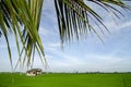 Rural area view surrounding with beautiful paddy rice field Royalty Free Stock Photo