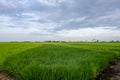 Rural area view surrounding with green paddy rice field Royalty Free Stock Photo