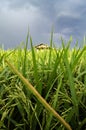 Rural area view surrounding with green paddy rice field Royalty Free Stock Photo