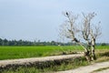 Rural area view surrounding with green paddy rice field Royalty Free Stock Photo