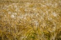 Rural area with wheat cultivation land