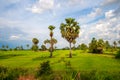 Rural Asian landscape with palm trees and rice fields Royalty Free Stock Photo