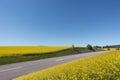 Rural asphalt road in yellow field of oilseed rape plants