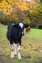 Rural autumn landscape with black and white cow and colored trees Royalty Free Stock Photo